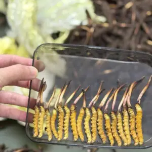 Đông trùng hạ thảo Tây Tạng