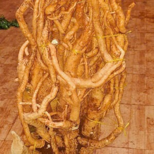 Rễ đinh lăng