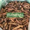 Chuối Hột Rừng